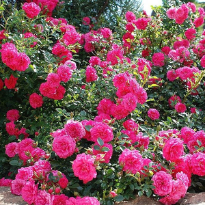 Vrtnica brez vonja - Roza - Knirps® - 